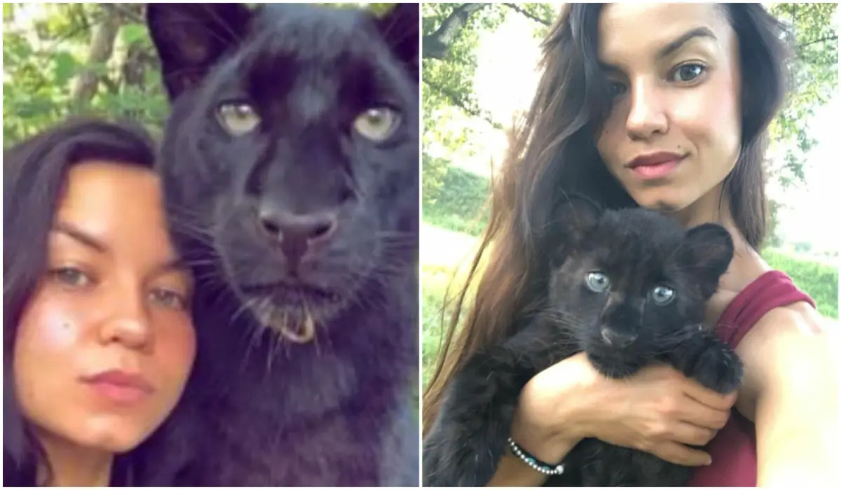 Woman Accidentally Raises a Black Panther, Believing It's a Kitten