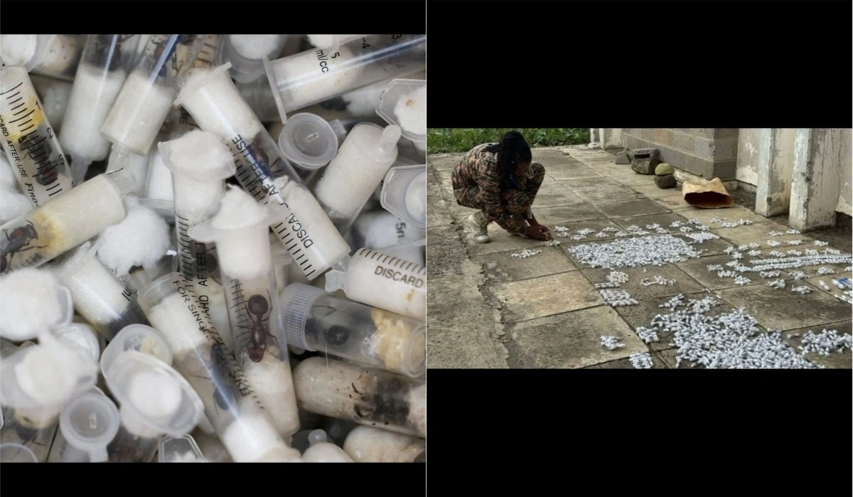 Two Teenagers Arrested in Kenya for Smuggling 5,000 Live Ants